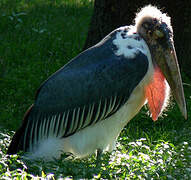 Marabou Stork