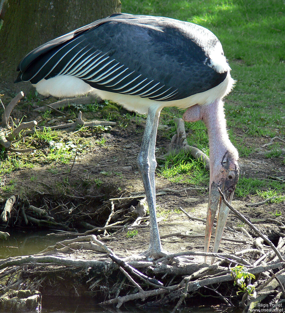 Marabou Storkadult