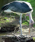 Marabou Stork