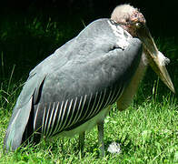 Marabou Stork