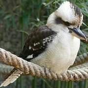 Laughing Kookaburra