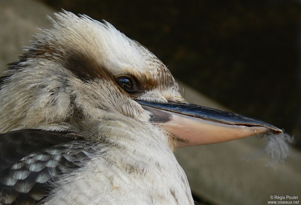 Laughing Kookaburraadult