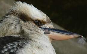 Laughing Kookaburra