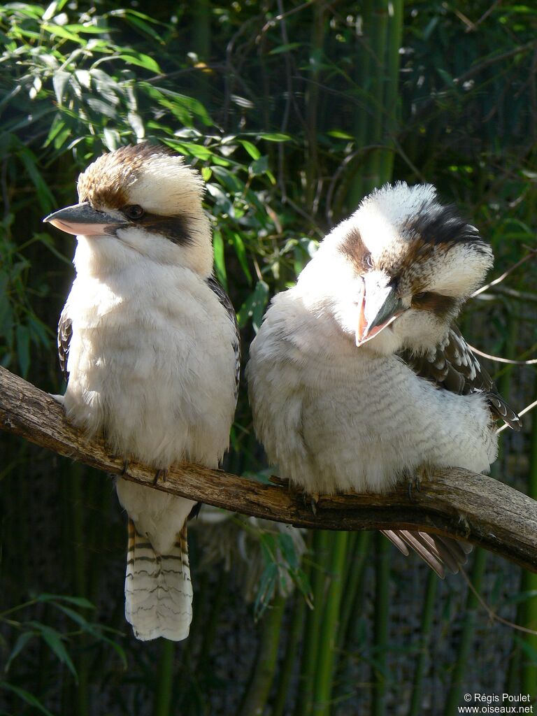 Laughing Kookaburra adult