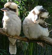 Laughing Kookaburra