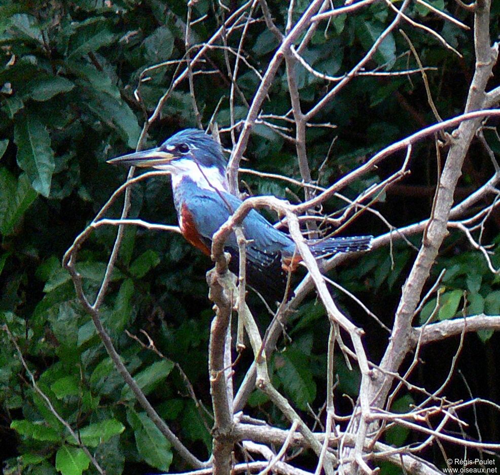 Ringed Kingfisheradult