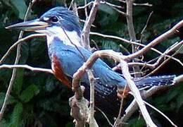 Ringed Kingfisher