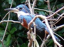 Ringed Kingfisher