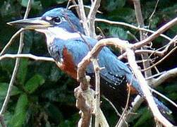 Ringed Kingfisher