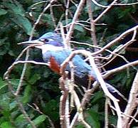 Ringed Kingfisher