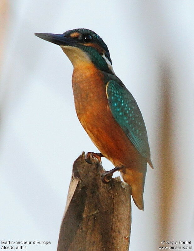 Martin-pêcheur d'Europe