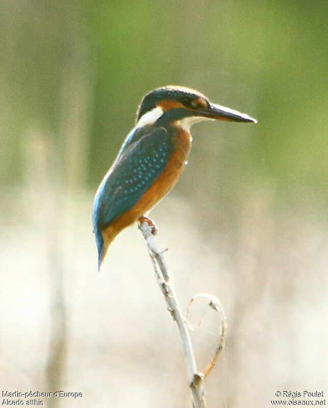 Common Kingfisher