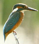 Common Kingfisher