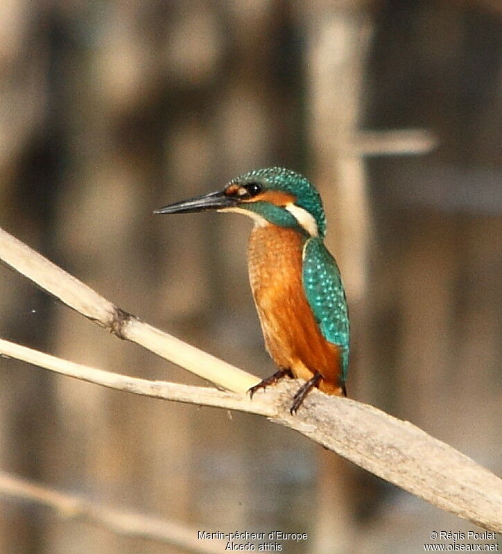 Martin-pêcheur d'Europe