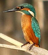 Common Kingfisher