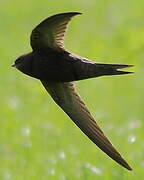 Common Swift