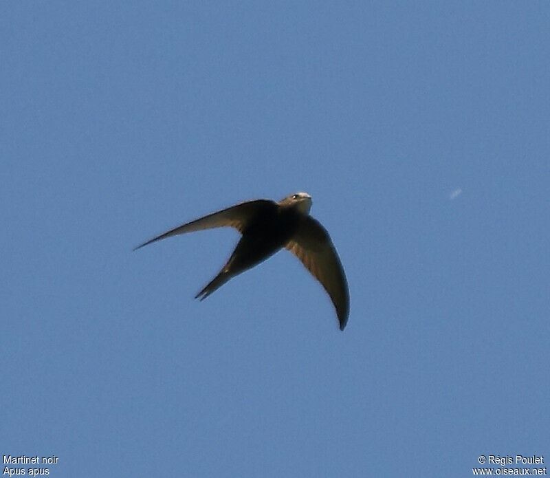 Common Swift, Flight