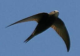 Common Swift