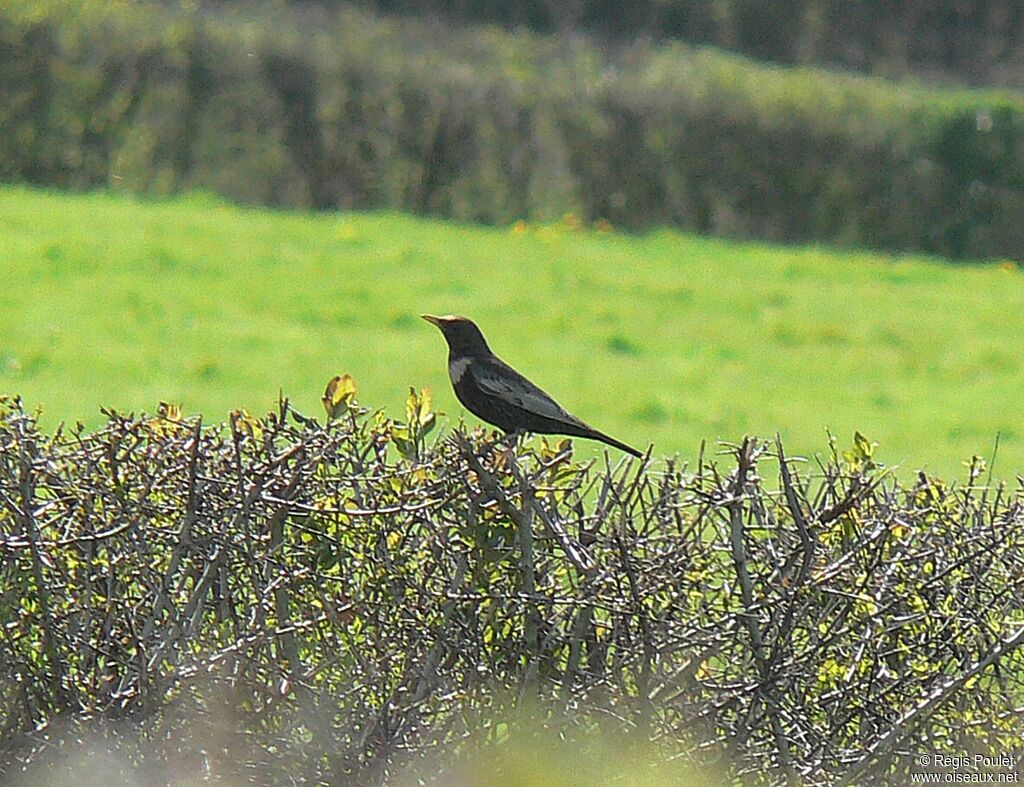 Ring Ouzel male adult