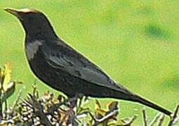 Ring Ouzel