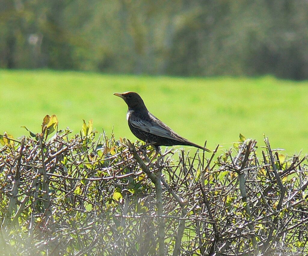 Ring Ouzel male adult