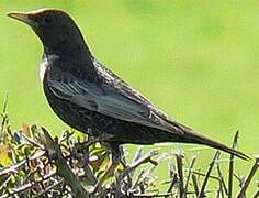 Ring Ouzel