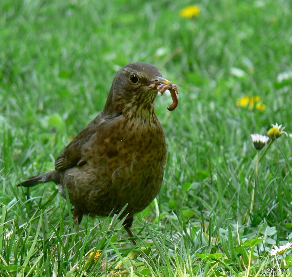 Common Blackbird female adult, feeding habits