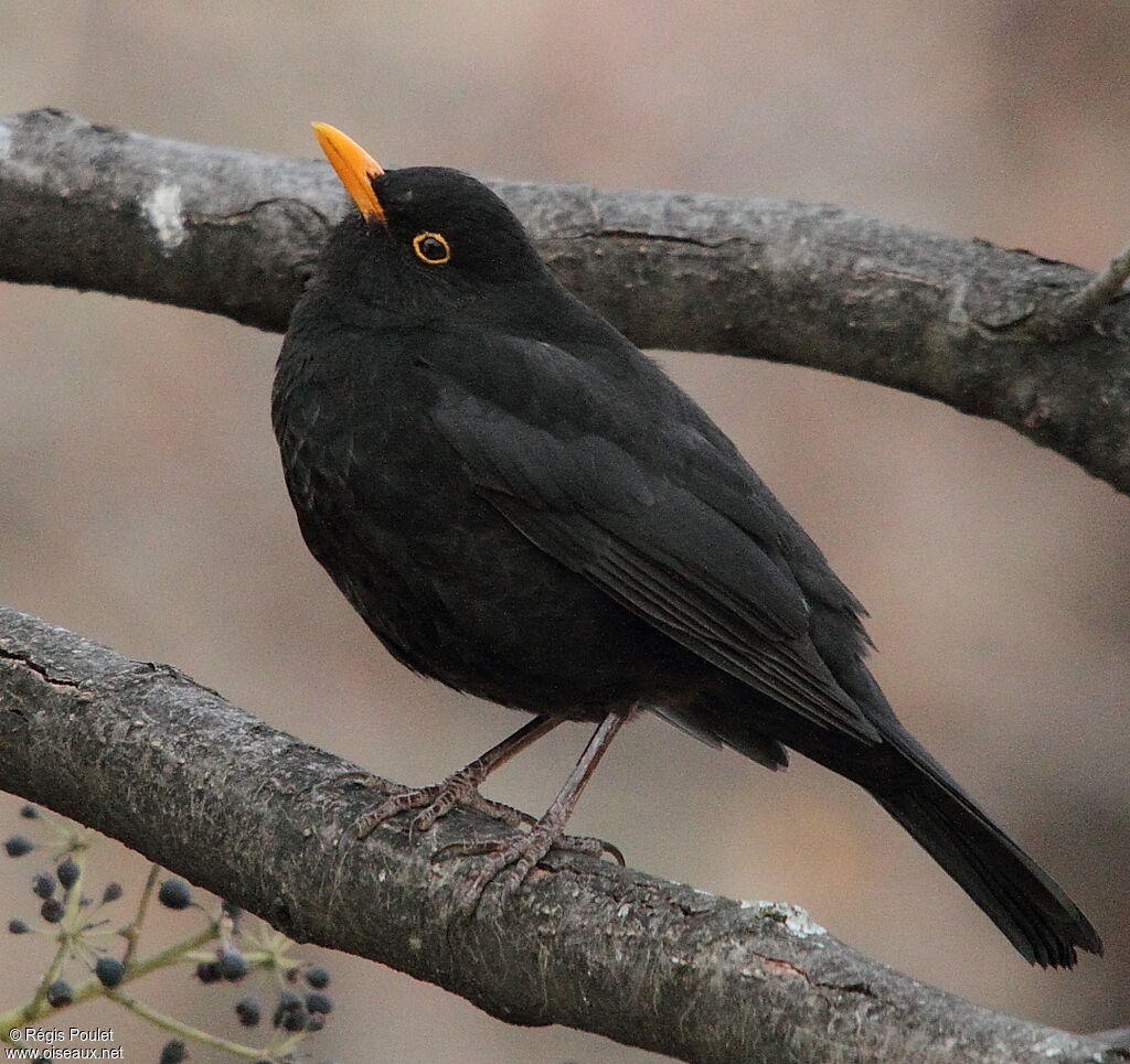 Common Blackbird male adult