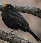 Common Blackbird