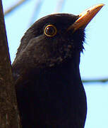 Common Blackbird