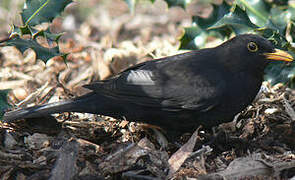 Common Blackbird