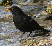 Common Blackbird