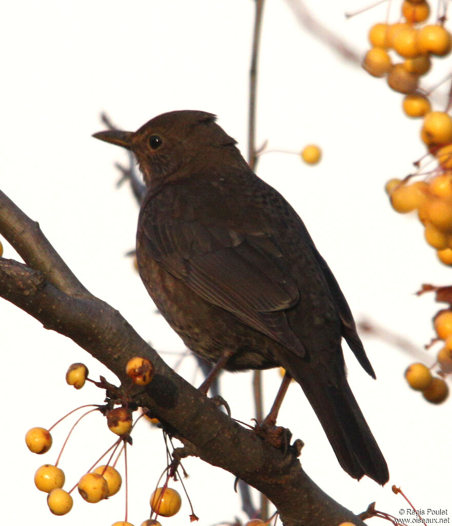 Common Blackbird female adult