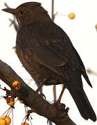 Common Blackbird