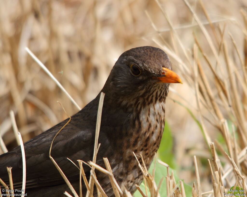 Common Blackbird female adult