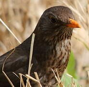 Common Blackbird