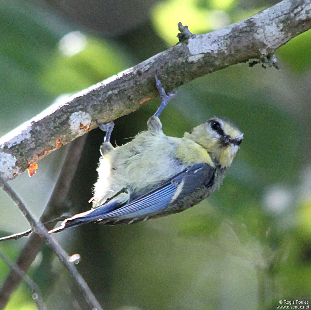 Eurasian Blue Tit female adult, feeding habits