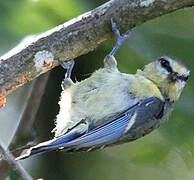 Mésange bleue