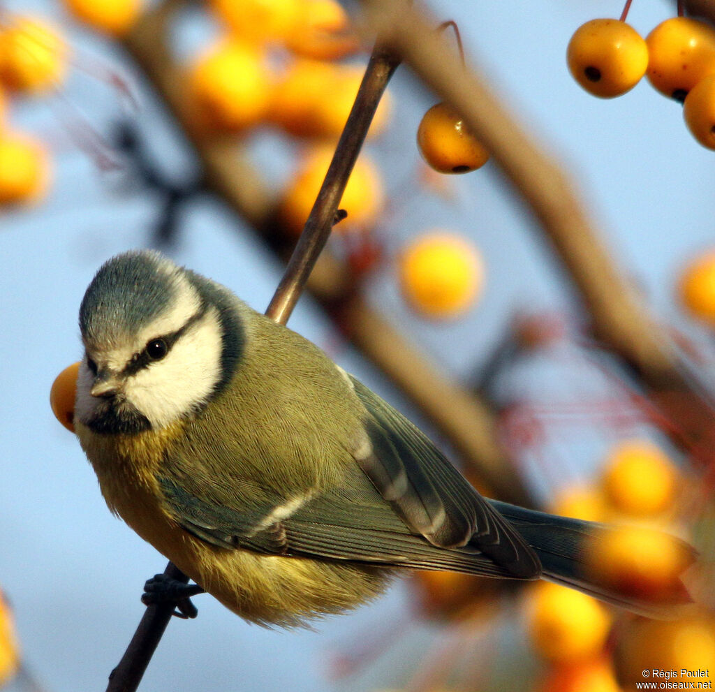 Eurasian Blue Tit, identification, feeding habits