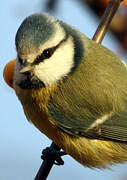 Eurasian Blue Tit