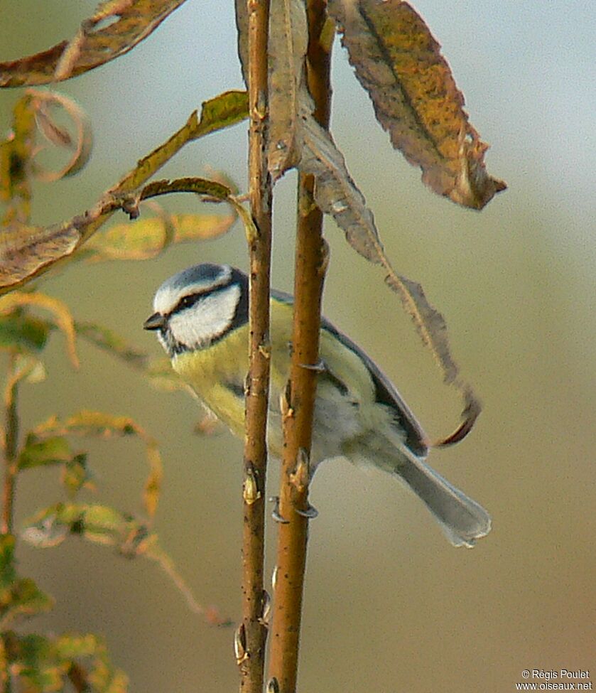 Eurasian Blue Tit