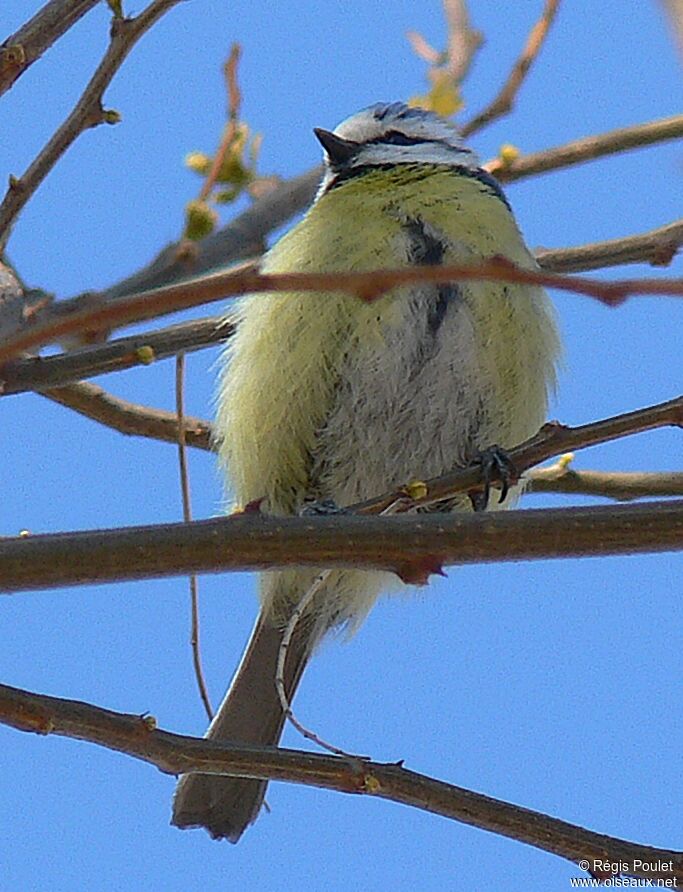 Mésange bleue