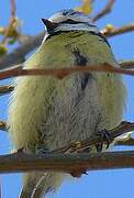 Eurasian Blue Tit