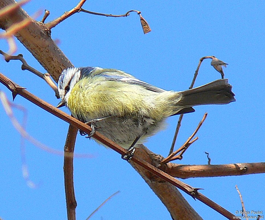 Mésange bleue