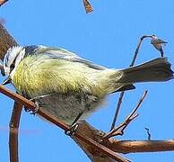 Mésange bleue