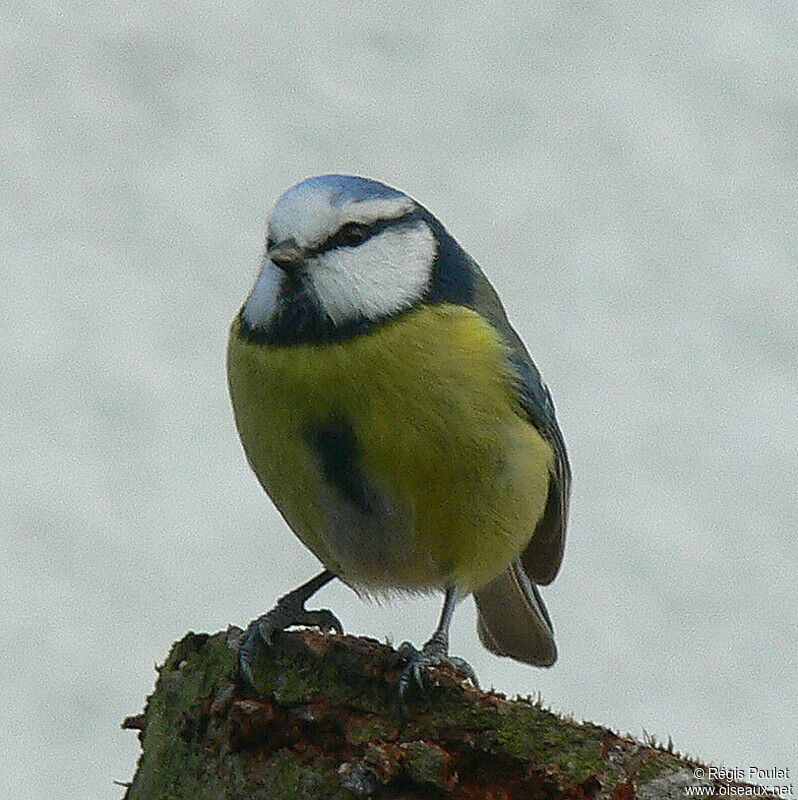 Eurasian Blue Titadult