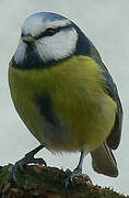 Eurasian Blue Tit