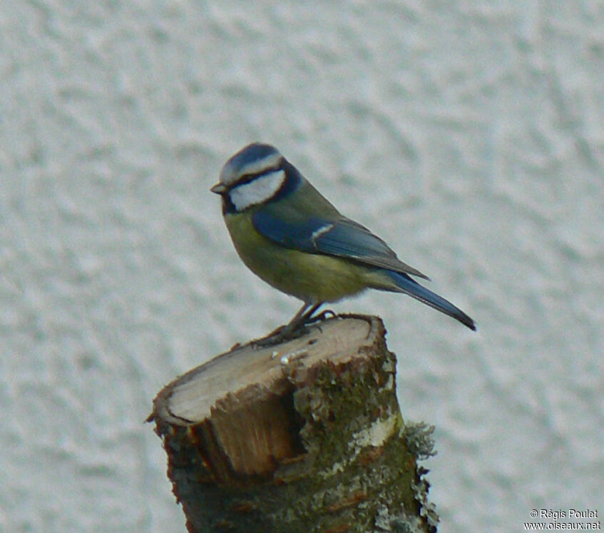 Mésange bleueadulte, identification