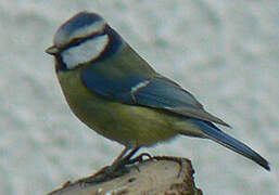 Mésange bleue