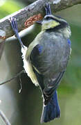 Mésange bleue